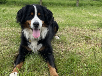 2 male Bernese Mountain Dog x Border Collie puppies in Waterford