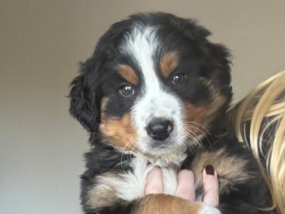 2 male Bernese Mountain Dog x Border Collie puppies in Waterford
