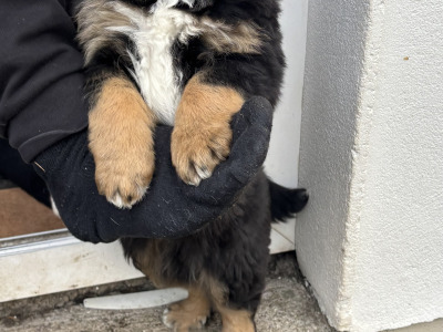 2 male Bernese Mountain Dog x Border Collie puppies in Waterford