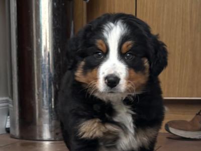 2 male Bernese Mountain Dog x Border Collie puppies in Waterford