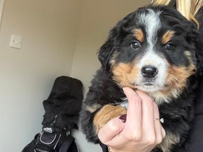 2 male Bernese Mountain Dog x Border Collie puppies in Waterford