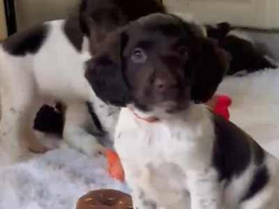 Proven Detection Dog Bloodlines | Exceptional English Springer Spaniel Puppies
