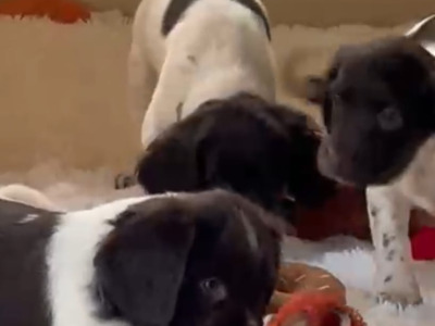 Proven Detection Dog Bloodlines | Exceptional English Springer Spaniel Puppies