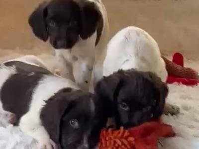 Proven Detection Dog Bloodlines | Exceptional English Springer Spaniel Puppies in Clare