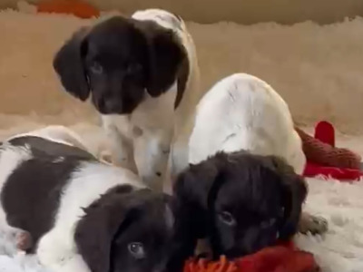 Proven Detection Dog Bloodlines | Exceptional English Springer Spaniel Puppies