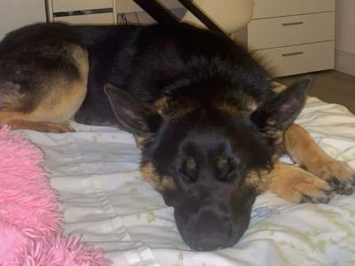 Pheobe is female German Shepherd 15 months old in Westmeath