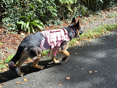 Pheobe is female German Shepherd 15 months old in Westmeath