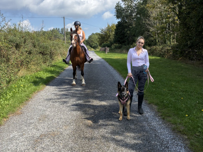 Pheobe is female German Shepherd 15 months old in Westmeath