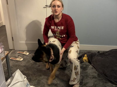 Pheobe is female German Shepherd 15 months old in Westmeath