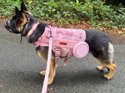 Pheobe is female German Shepherd 15 months old in Westmeath
