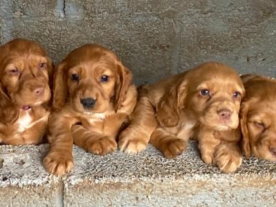 Cocker Spaniel Pups