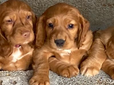 IKC Registered (pending) Cocker Spaniel puppies in Waterford