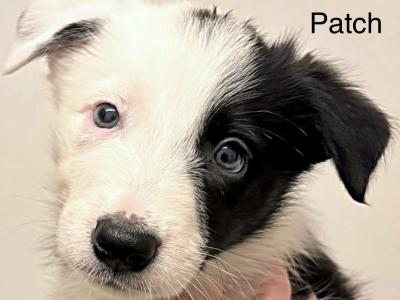 3 Beautiful Border Collie X puppies in Dublin