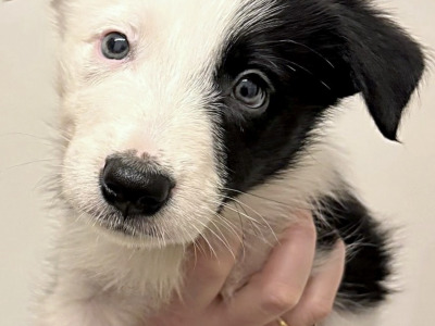3 Beautiful Border Collie X puppies in Dublin
