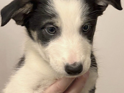 3 Beautiful Border Collie X puppies in Dublin