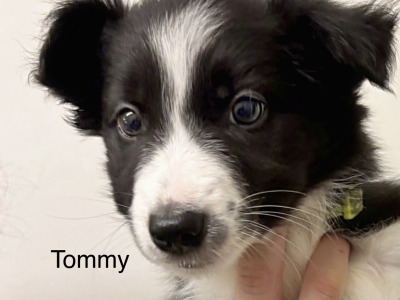 3 Beautiful Border Collie X puppies in Dublin