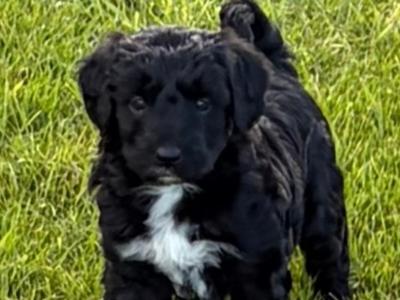Border Collie x Cockapoo puppies for sale in Kilkenny