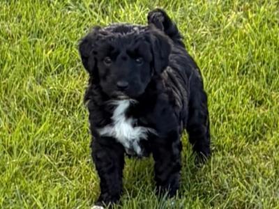 Border Doodle puppies (Border Collie x Cockapoo) for sale in Kilkenny