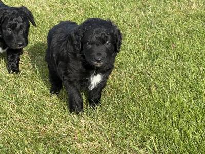 Border Collie x Cockapoo puppies for sale in Kilkenny