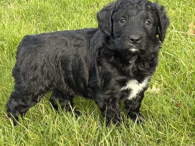 Border Collie x Cockapoo puppies for sale in Kilkenny