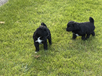 Border Collie x Cockapoo puppies for sale in Kilkenny