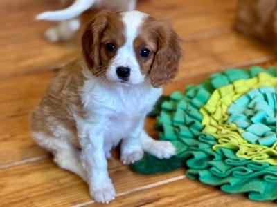 Cavalier King Charles puppies