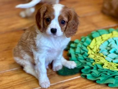 Cavalier King Charles puppies in Wexford