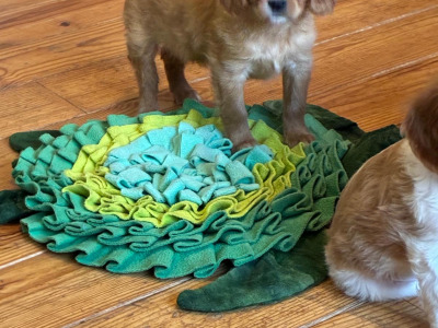 Cavalier King Charles puppies