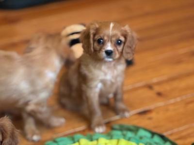 Cavalier King Charles puppies
