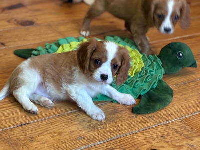 Cavalier King Charles puppies