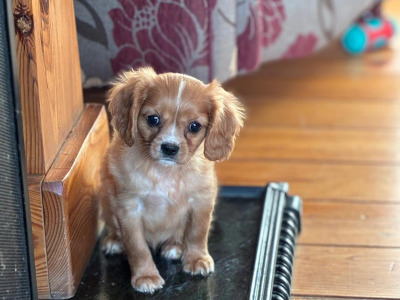 Cavalier King Charles puppies