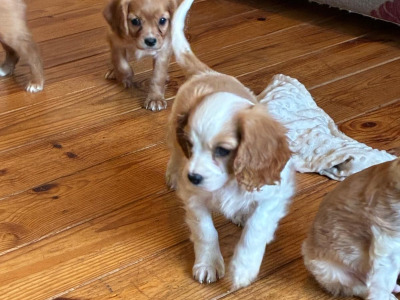 Cavalier King Charles puppies