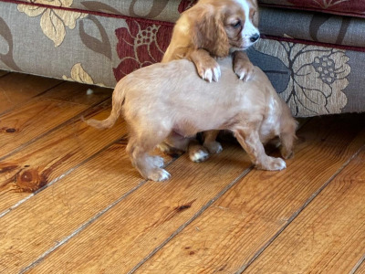 Cavalier King Charles puppies