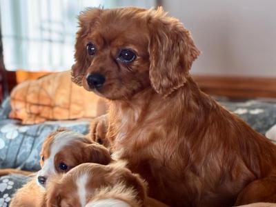 Cavalier King Charles puppies