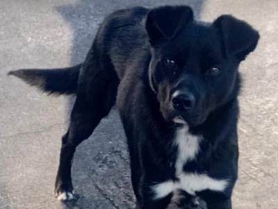 Rex is a male Kelpie x German Shepherd 13 months old for sale in Cavan