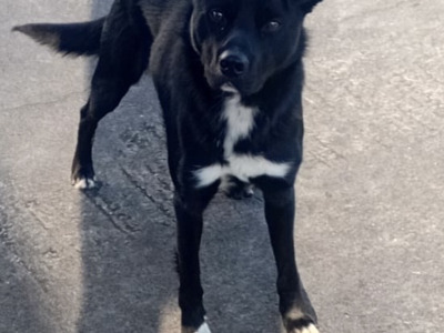 Kelpie Shepherd - for sale in Cavan