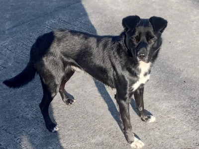 Kelpie Shepherd - for sale in Cavan