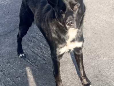 Kelpie Shepherd - for sale in Cavan