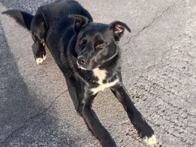 Kelpie Shepherd - for sale in Cavan