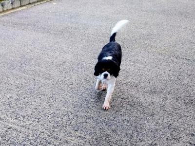 Cavalier King Charles male 22 months old for sale