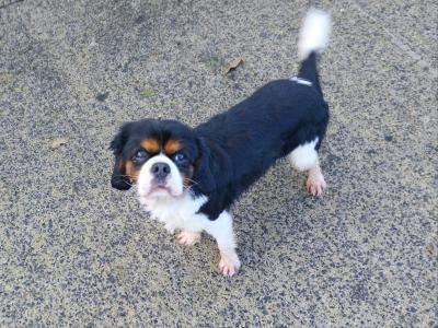 Cavalier King Charles male 22 months old for sale