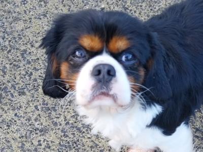 IKC Registered male Cavalier King Charles 22 months old for sale in Mayo