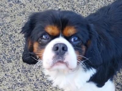 IKC Registered male Cavalier King Charles 22 months old for sale in Mayo