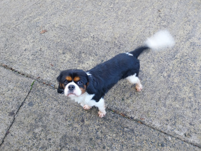 Cavalier King Charles male 22 months old for sale