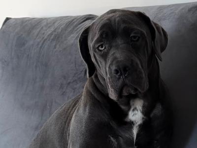IKC Registered Rare Grey female Cane Corso puppy 7 months old for sale in Dublin