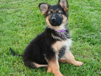 IKC Registered Straight Back German Shepperd puppies in Waterford