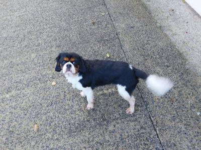 Cavalier King Charles male 22 months old for sale