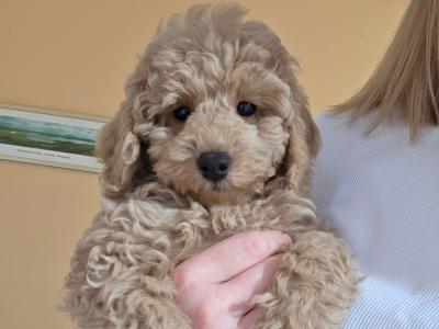 KC Registered female Toy Poodle puppy in Donegal