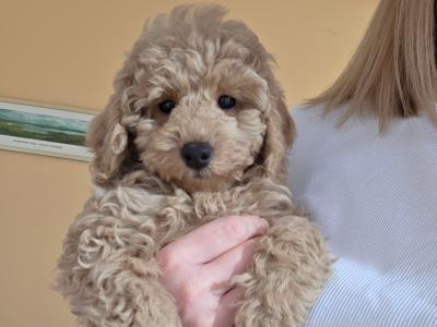 KC Registered female Toy Poodle puppy in Donegal