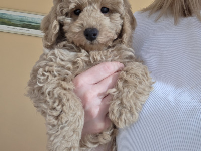 KC Registered female Toy Poodle puppy in Donegal